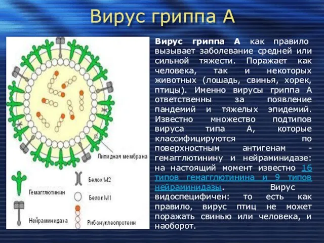 Вирус гриппа А Вирус гриппа А как правило вызывает заболевание средней