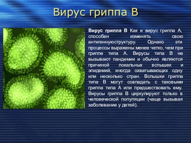 Вирус гриппа В Вирус гриппа В Как и вирус гриппа А,