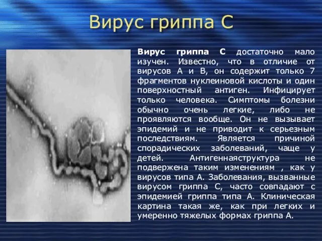 Вирус гриппа С Вирус гриппа С достаточно мало изучен. Известно, что