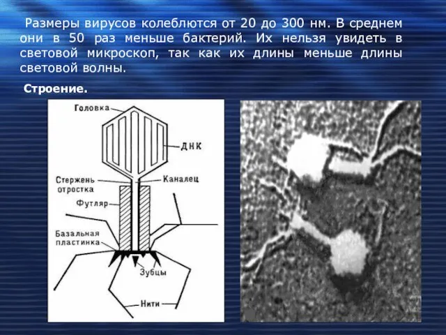 Размеры вирусов колеблются от 20 до 300 нм. В среднем они