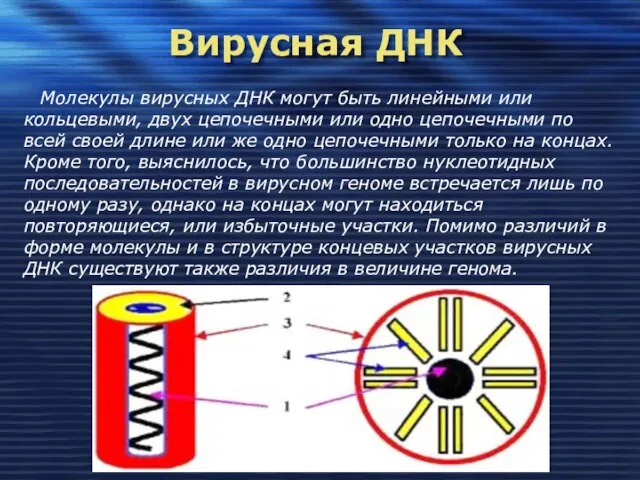 Вирусная ДНК Молекулы вирусных ДНК могут быть линейными или кольцевыми, двух