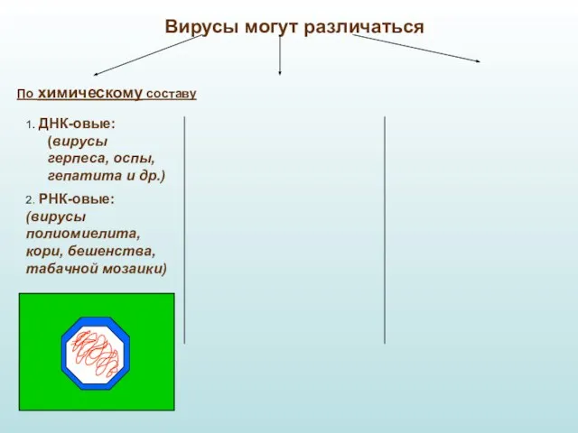 Вирусы могут различаться По химическому составу 1. ДНК-овые: (вирусы герпеса, оспы,