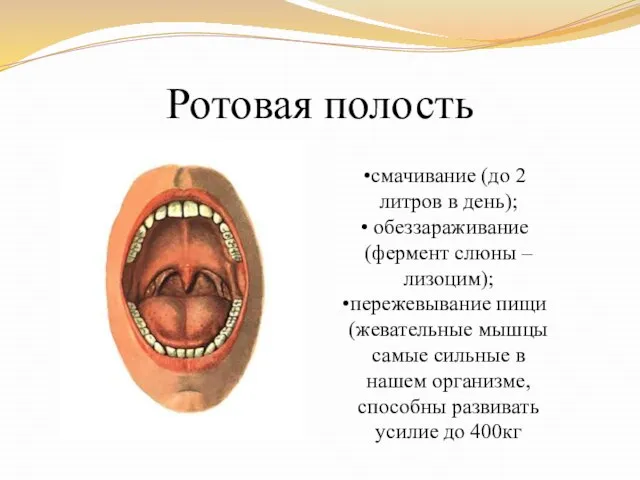 Ротовая полость смачивание (до 2 литров в день); обеззараживание (фермент слюны