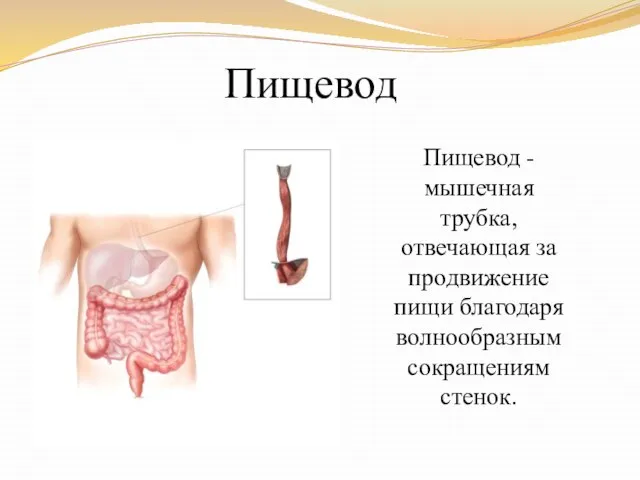 Пищевод Пищевод - мышечная трубка, отвечающая за продвижение пищи благодаря волнообразным сокращениям стенок.