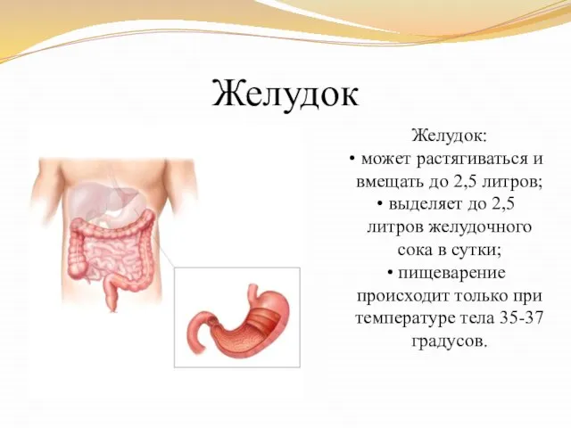 Желудок Желудок: может растягиваться и вмещать до 2,5 литров; выделяет до