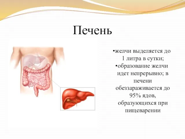 Печень желчи выделяется до 1 литра в сутки; образование желчи идет