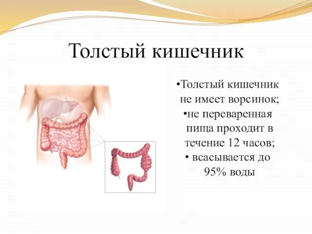 Толстый кишечник Толстый кишечник не имеет ворсинок; не переваренная пища проходит