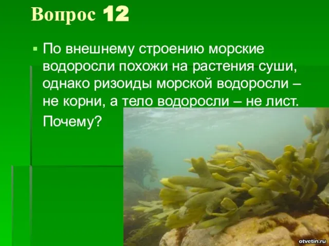 Вопрос 12 По внешнему строению морские водоросли похожи на растения суши,