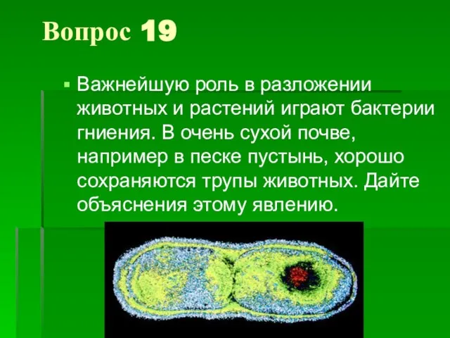 Вопрос 19 Важнейшую роль в разложении животных и растений играют бактерии