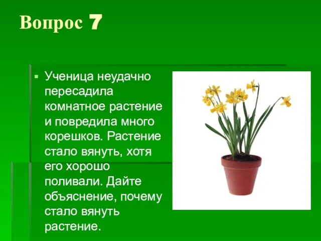 Вопрос 7 Ученица неудачно пересадила комнатное растение и повредила много корешков.