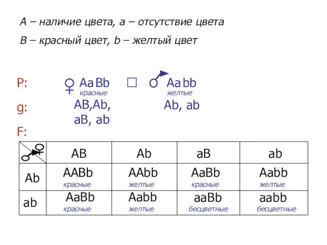 bb Вb Аа A – наличие цвета, a – отсутствие цвета