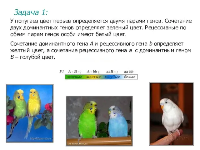 У попугаев цвет перьев определяется двумя парами генов. Сочетание двух доминантных