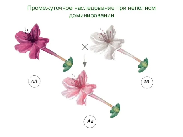 АА аа Аа Промежуточное наследование при неполном доминировании