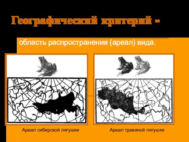 Географический критерий - область распространения (ареал) вида. Ареал сибирской лягушки Ареал травяной лягушки