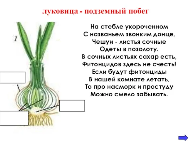 донце почки чешуи луковица - подземный побег На стебле укороченном С