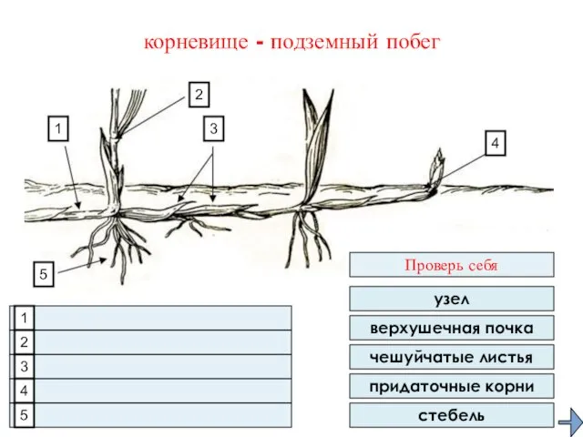 1. 2. 3. 4. 5. верхушечная почка чешуйчатые листья придаточные корни