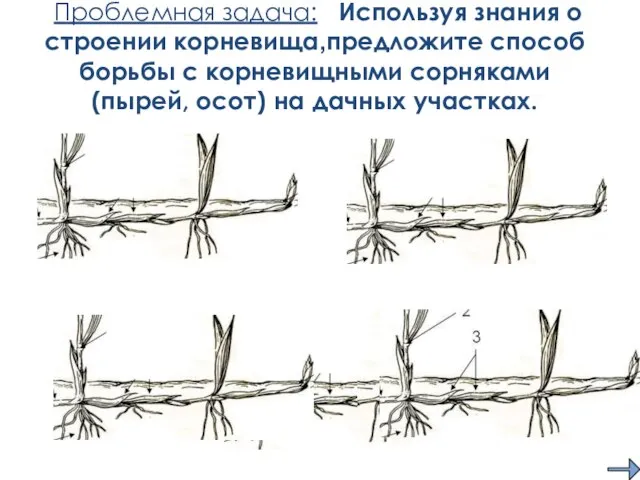 Проблемная задача: Используя знания о строении корневища,предложите способ борьбы с корневищными