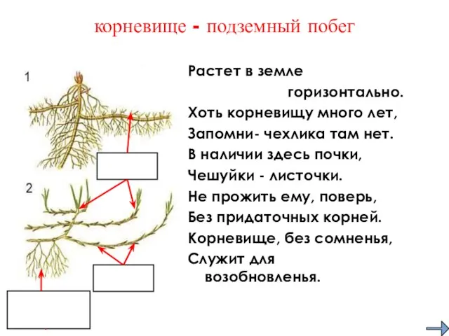 корневище - подземный побег Растет в земле горизонтально. Хоть корневищу много