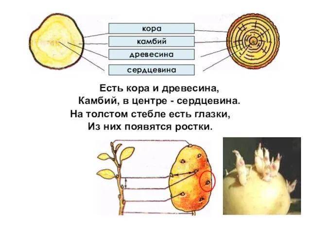 сердцевина кора древесина камбий Есть кора и древесина, Камбий, в центре