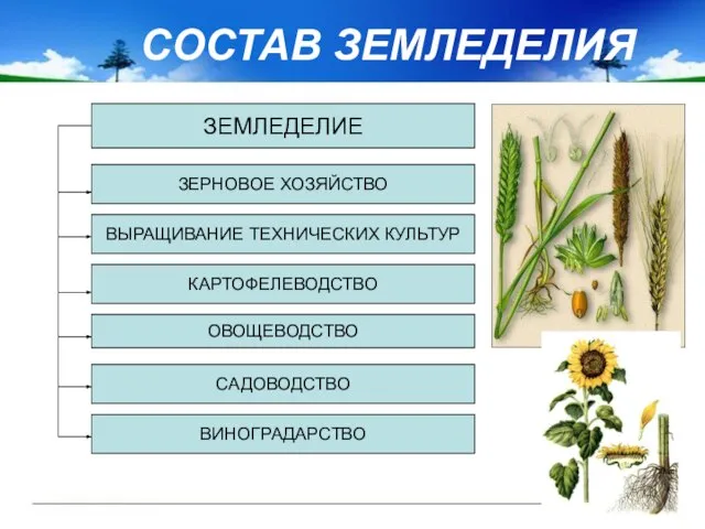 СОСТАВ ЗЕМЛЕДЕЛИЯ ЗЕМЛЕДЕЛИЕ ЗЕРНОВОЕ ХОЗЯЙСТВО ВЫРАЩИВАНИЕ ТЕХНИЧЕСКИХ КУЛЬТУР КАРТОФЕЛЕВОДСТВО ОВОЩЕВОДСТВО САДОВОДСТВО ВИНОГРАДАРСТВО