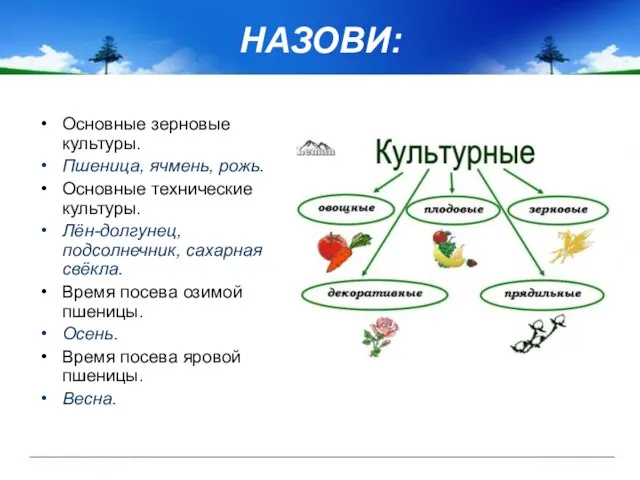 НАЗОВИ: Основные зерновые культуры. Пшеница, ячмень, рожь. Основные технические культуры. Лён-долгунец,