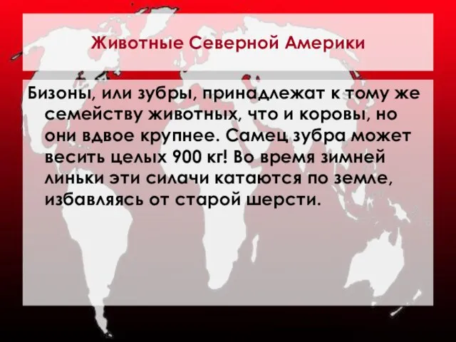 Животные Северной Америки Бизоны, или зубры, принадлежат к тому же семейству