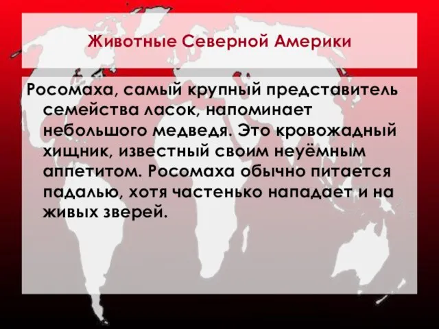 Животные Северной Америки Росомаха, самый крупный представитель семейства ласок, напоминает небольшого