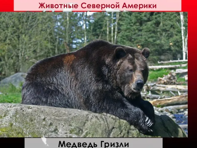 Медведь Гризли Животные Северной Америки