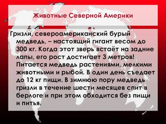 Животные Северной Америки Гризли, североамериканский бурый медведь, – настоящий гигант весом