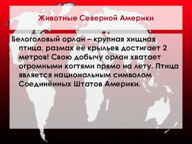 Животные Северной Америки Белоголовый орлан – крупная хищная птица, размах её