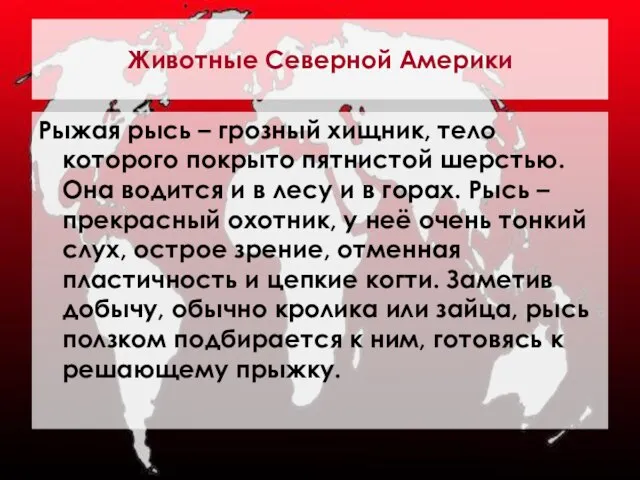 Животные Северной Америки Рыжая рысь – грозный хищник, тело которого покрыто