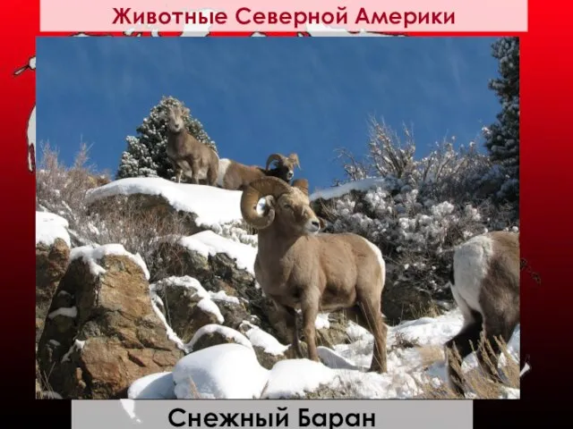 Снежный Баран Животные Северной Америки