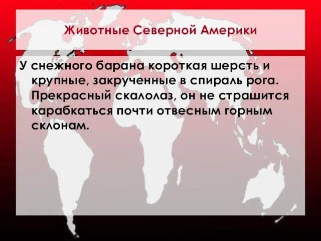 Животные Северной Америки У снежного барана короткая шерсть и крупные, закрученные