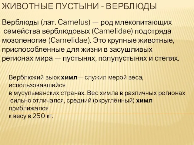 Животные пустыни - верблюды Верблюды (лат. Camelus) — род млекопитающих семейства