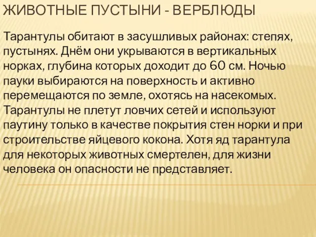 Животные пустыни - верблюды Тарантулы обитают в засушливых районах: степях, пустынях.