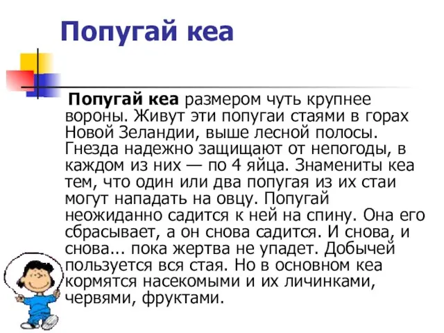 Попугай кеа Попугай кеа размером чуть крупнее вороны. Живут эти попугаи