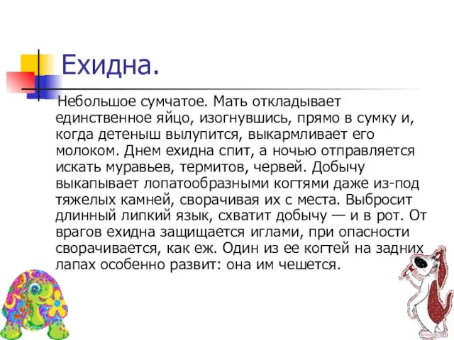 Ехидна. Небольшое сумчатое. Мать откладывает единственное яйцо, изогнувшись, прямо в сумку