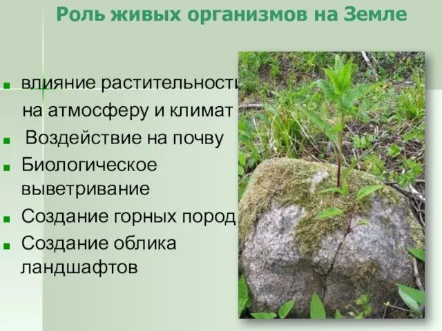 Роль живых организмов на Земле влияние растительности на атмосферу и климат