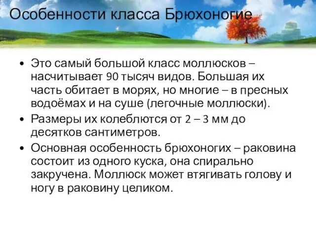 Особенности класса Брюхоногие Это самый большой класс моллюсков – насчитывает 90