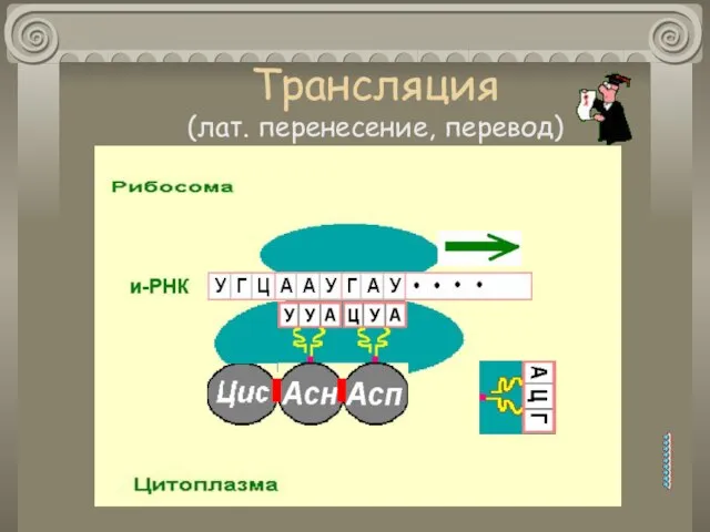 Трансляция (лат. перенесение, перевод)