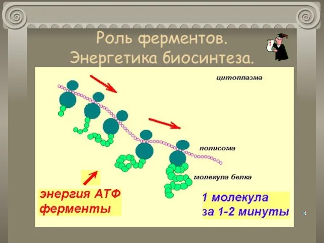 Роль ферментов. Энергетика биосинтеза.