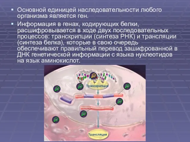 Основной единицей наследовательности любого организма является ген. Информация в генах, кодирующих