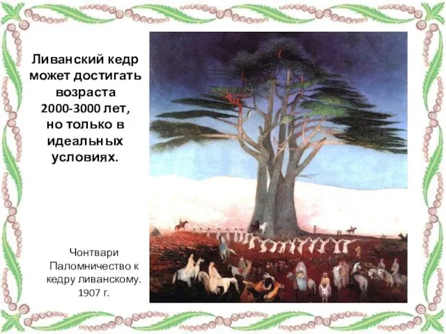 Ливанский кедр может достигать возраста 2000-3000 лет, но только в идеальных