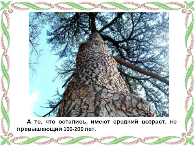 А те, что остались, имеют средний возраст, не превышающий 100-200 лет.