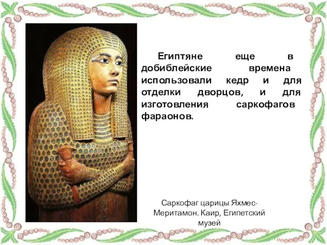 Египтяне еще в добиблейские времена использовали кедр и для отделки дворцов,