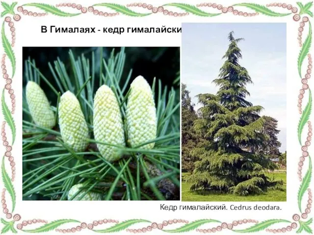 Кедр гималайский. Cedrus deodara. В Гималаях - кедр гималайский.