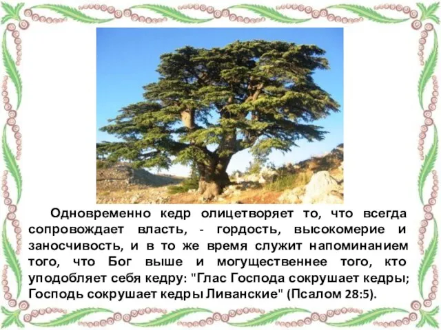 Одновременно кедр олицетворяет то, что всегда сопровождает власть, - гордость, высокомерие