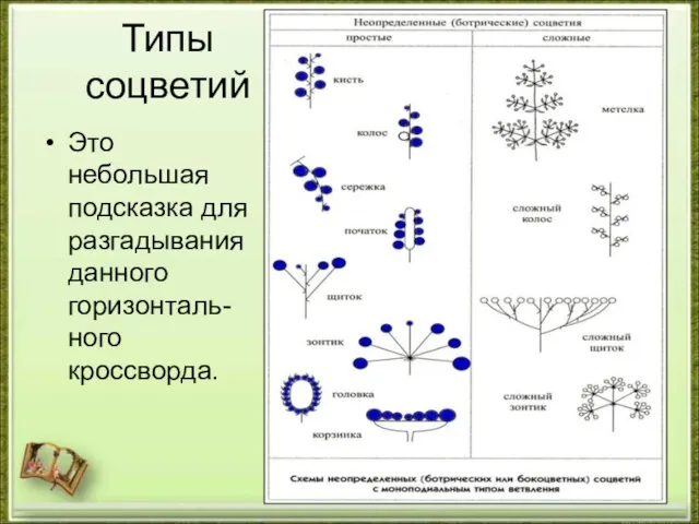 Типы соцветий Это небольшая подсказка для разгадывания данного горизонталь-ного кроссворда.