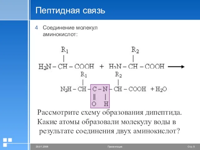 Пептидная связь Соединение молекул аминокислот: Рассмотрите схему образования дипептида. Какие атомы