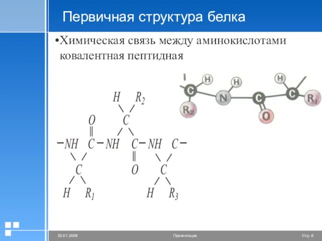 Первичная структура белка Химическая связь между аминокислотами ковалентная пептидная